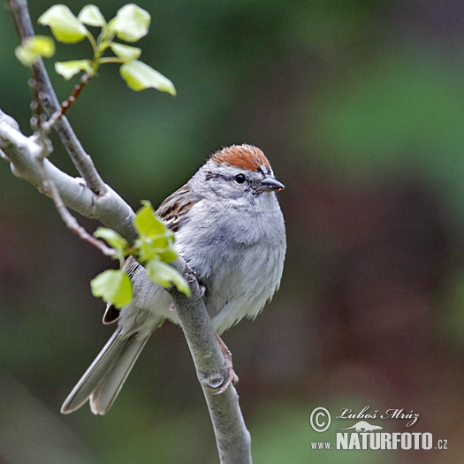 Spizella passerina