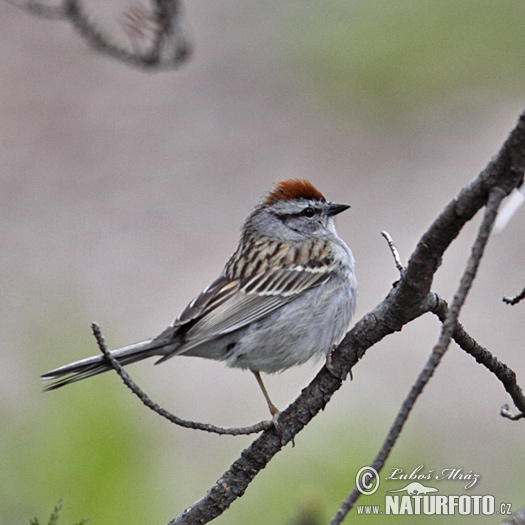 Spizella passerina