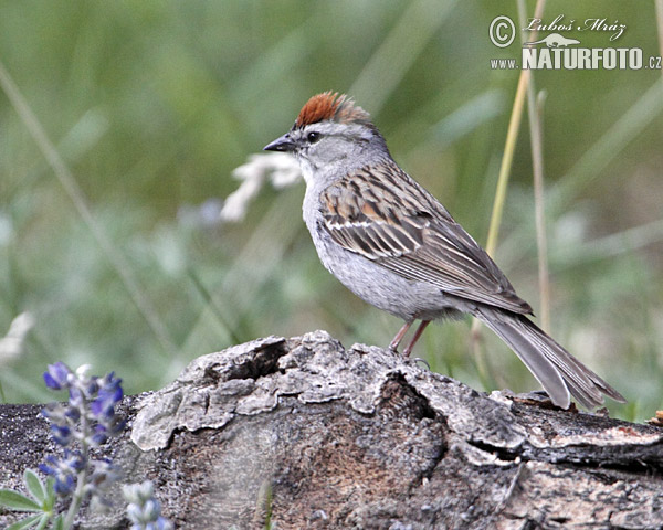 Spizella passerina