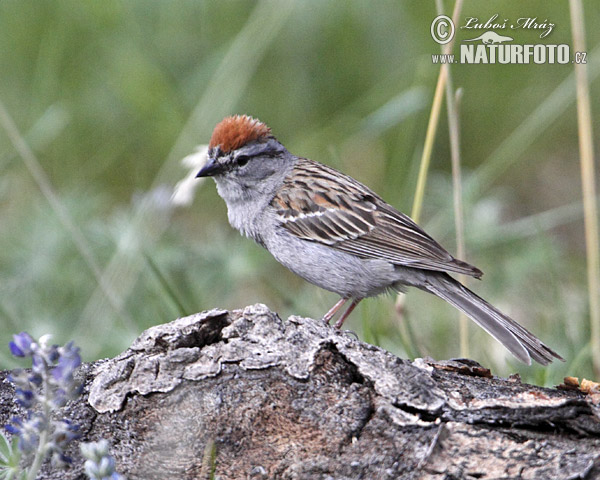 Spizella passerina