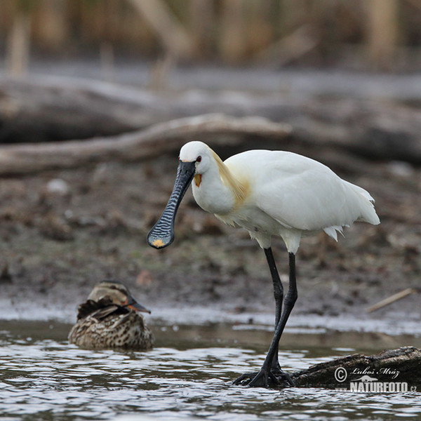 Spoonbill (Platalea leucorodia)