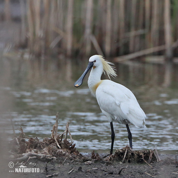 Spoonbill (Platalea leucorodia)