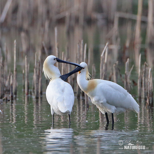 Spoonbill (Platalea leucorodia)