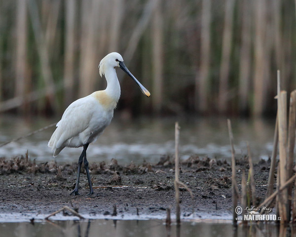 Spoonbill (Platalea leucorodia)