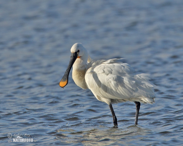 Spoonbill (Platalea leucorodia)