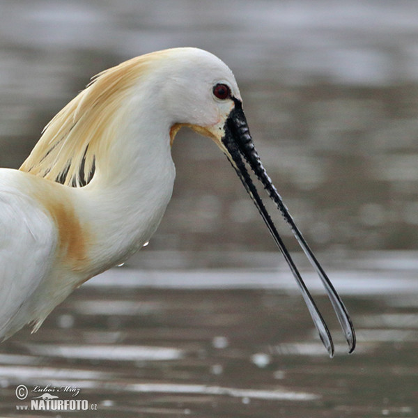 Spoonbill (Platalea leucorodia)