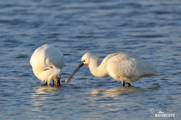 Spoonbill (Platalea leucorodia)