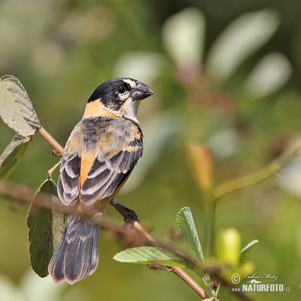 Sporophila collaris