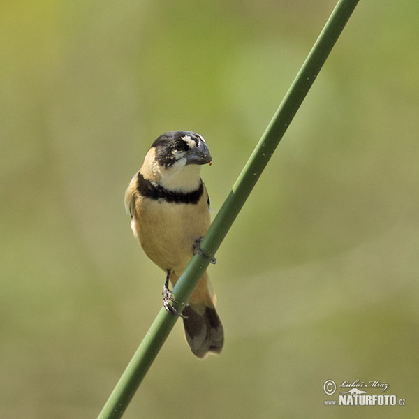 Sporophila collaris