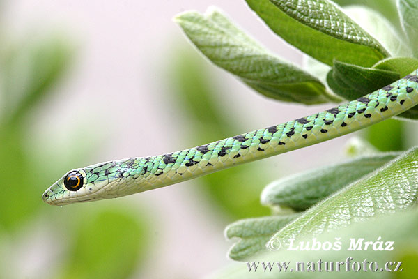 Spotted Bush Snake (Philothamnus semivariegatus)