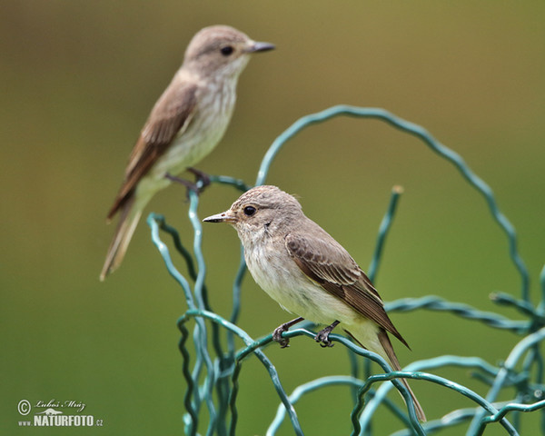 Spotted Flycatcher (Muscicapa striata)