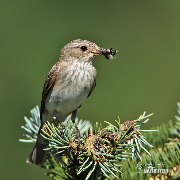 Spotted Flycatcher (Muscicapa striata)