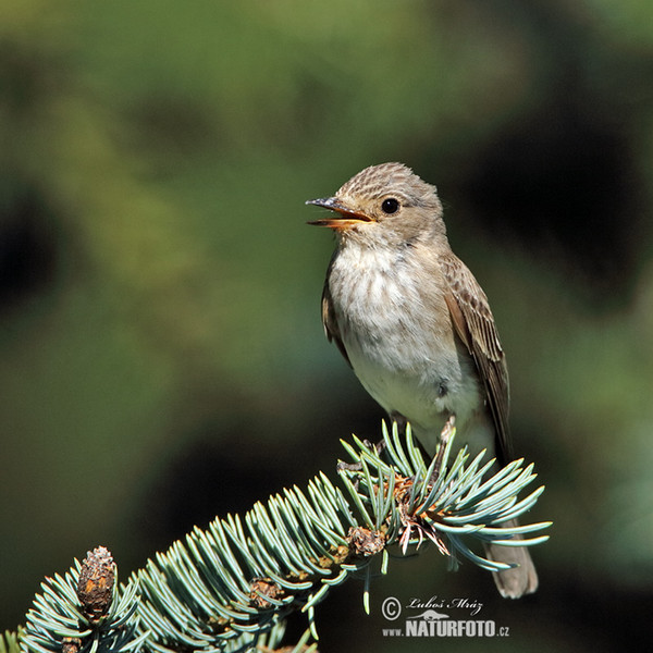 Spotted Flycatcher (Muscicapa striata)