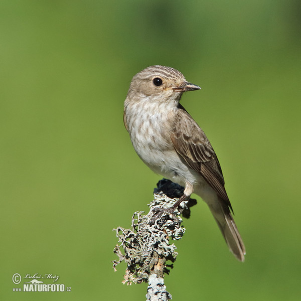 Spotted Flycatcher (Muscicapa striata)