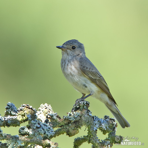 Spotted Flycatcher (Muscicapa striata)