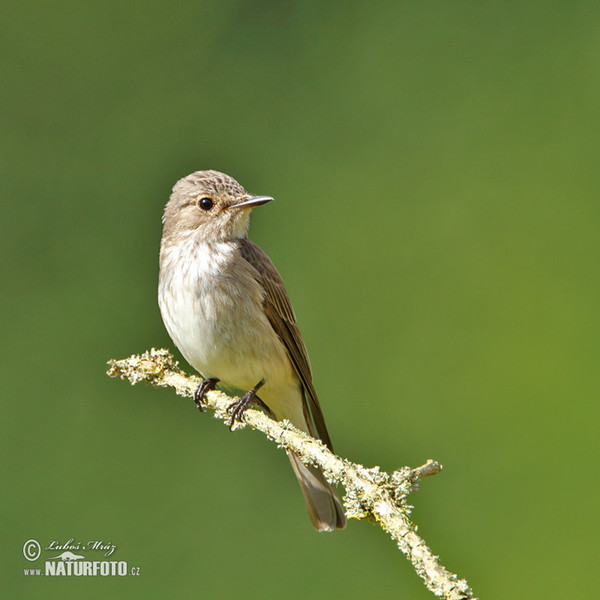 Spotted Flycatcher (Muscicapa striata)