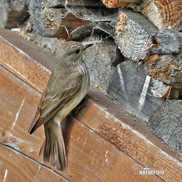 Spotted Flycatcher (Muscicapa striata)