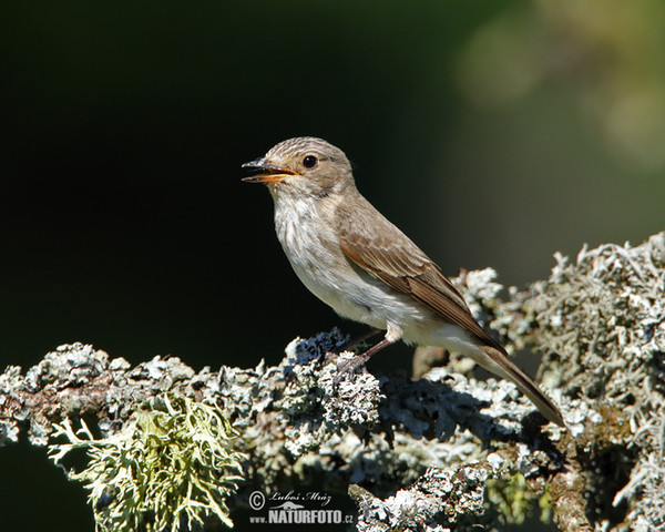 Spotted Flycatcher (Muscicapa striata)