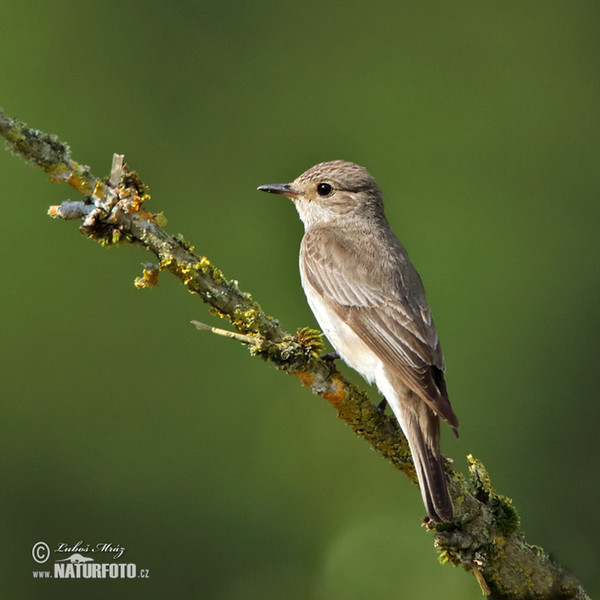 Spotted Flycatcher (Muscicapa striata)