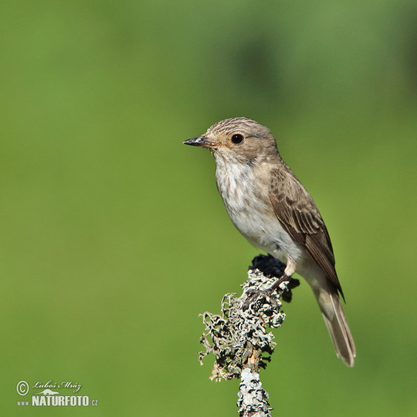 Spotted Flycatcher (Muscicapa striata)