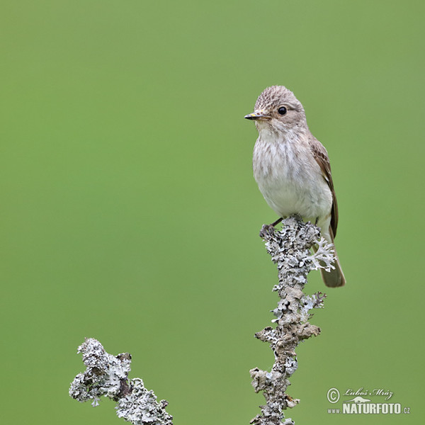 Spotted Flycatcher (Muscicapa striata)