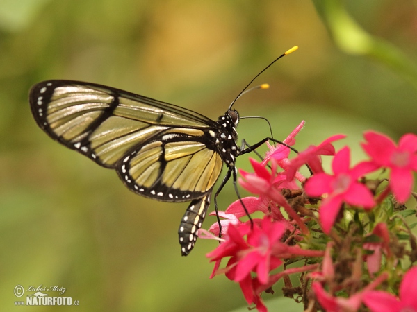 Spotted Glasswing (Metona grandiosa)