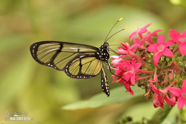 Spotted Glasswing (Metona grandiosa)