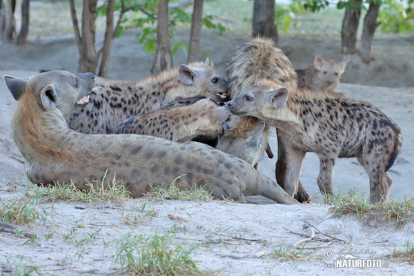 Spotted hyena (Crocuta crocuta)