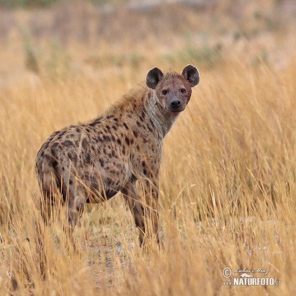 Spotted hyena (Crocuta crocuta)