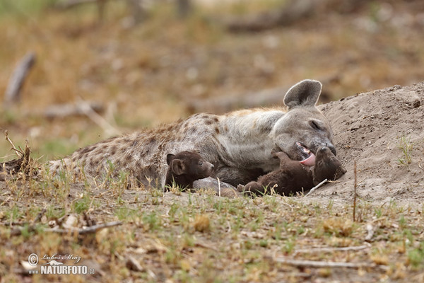 Spotted hyena (Crocuta crocuta)