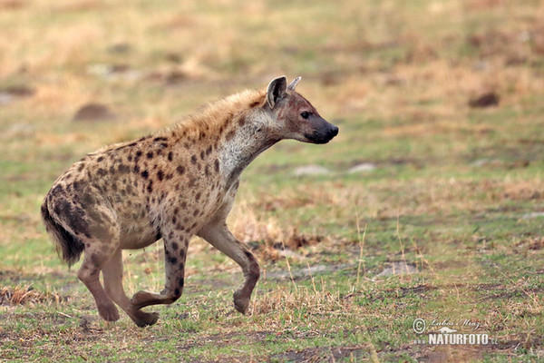 Spotted hyena (Crocuta crocuta)