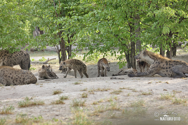 Spotted hyena (Crocuta crocuta)