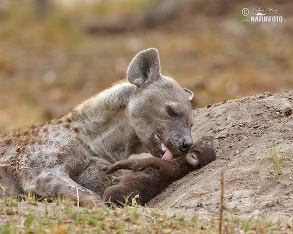 Spotted hyena (Crocuta crocuta)