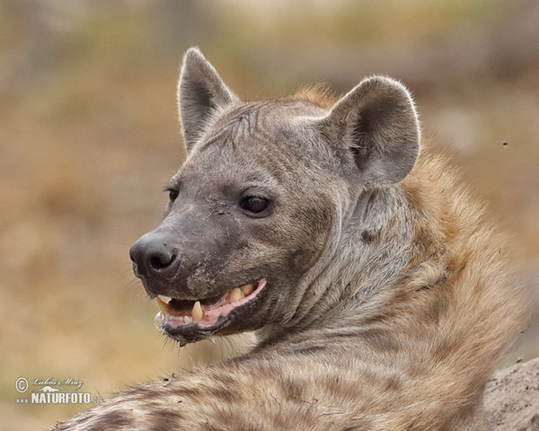 Spotted hyena (Crocuta crocuta)