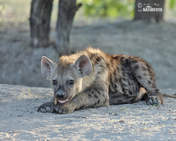 Spotted hyena (Crocuta crocuta)