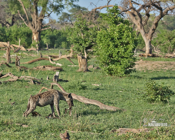 Spotted hyena (Crocuta crocuta)