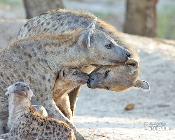 Spotted hyena (Crocuta crocuta)