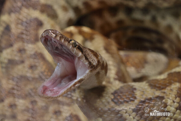 Spotted python (Antaresia maculosa)