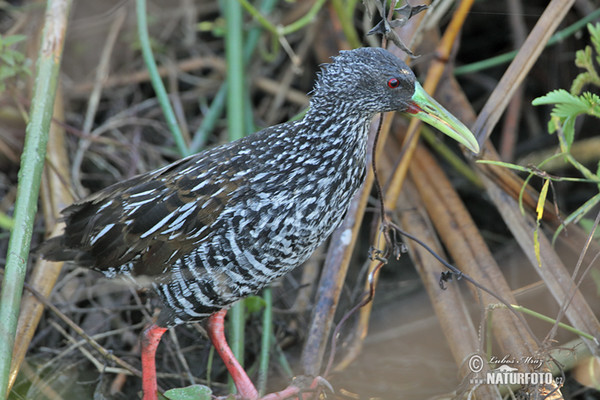 Spotted Rail (Pardirallus maculatus)