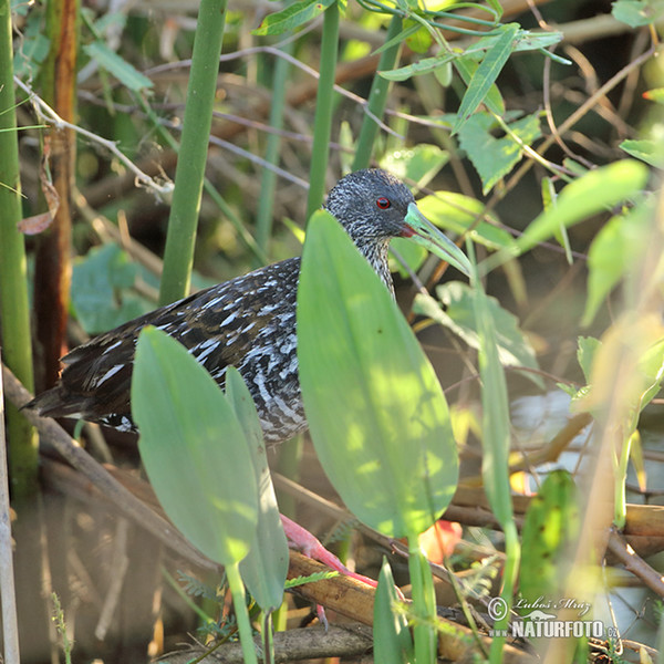 Spotted Rail (Pardirallus maculatus)