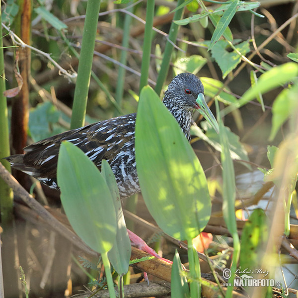 Spotted Rail (Pardirallus maculatus)