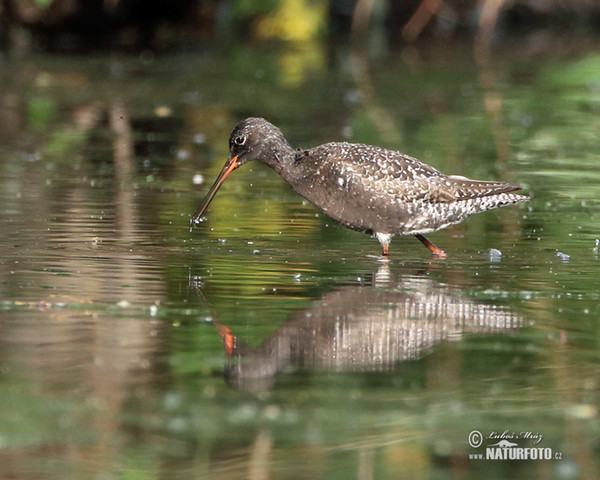 Spotted Redshank (Tringa erythropus)