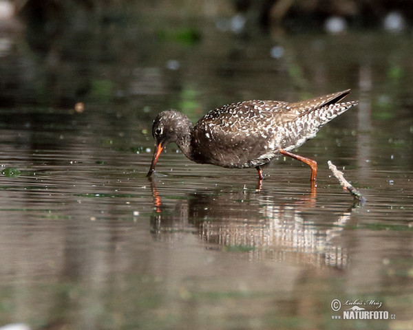 Spotted Redshank (Tringa erythropus)