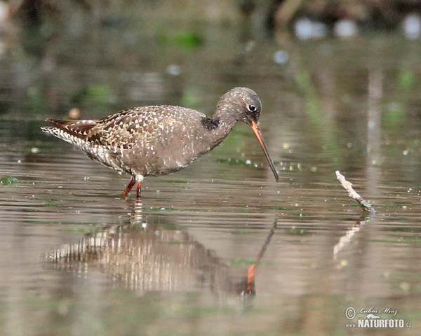 Spotted Redshank (Tringa erythropus)