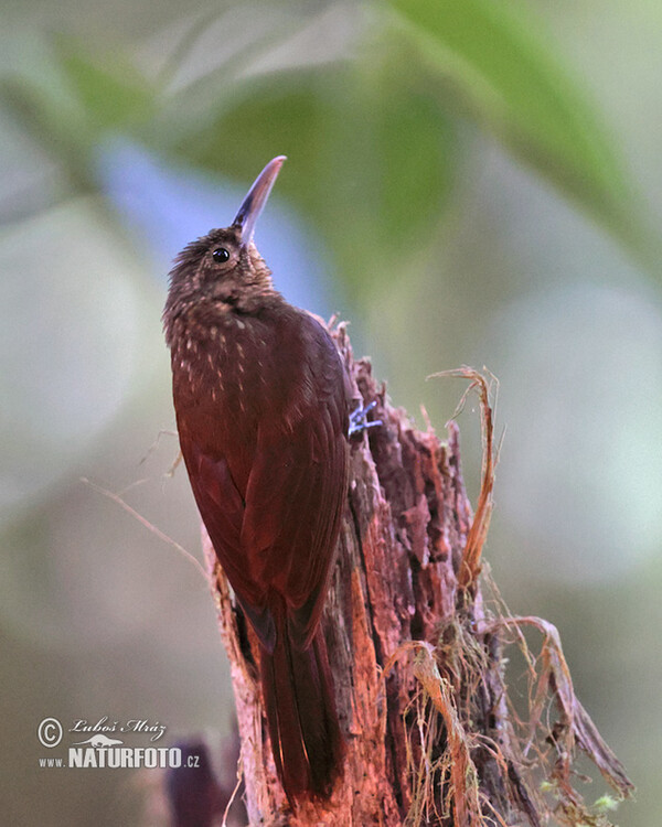 Spotted Woodcreeper (Xiphorhynchus erythropygius)