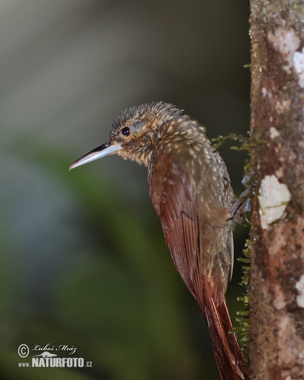 Spotted Woodcreeper (Xiphorhynchus erythropygius)