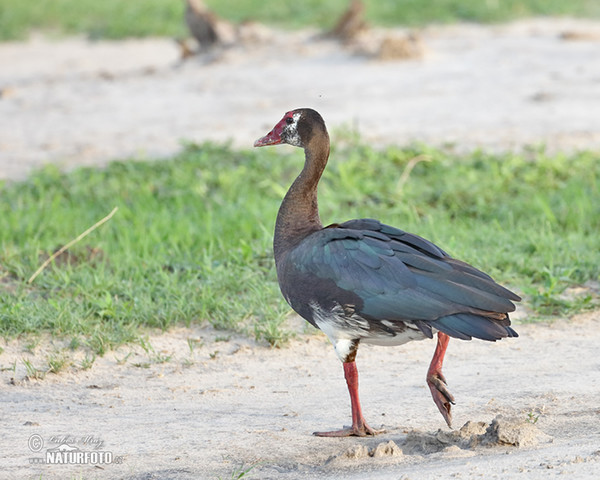 Spur-winged Goose (Plectropterus gambensis)