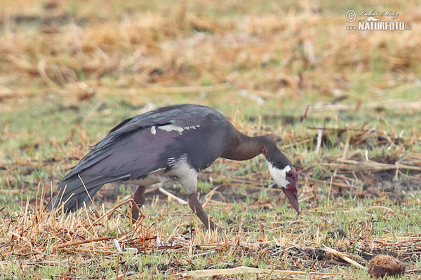 Spur-winged Goose (Plectropterus gambensis)