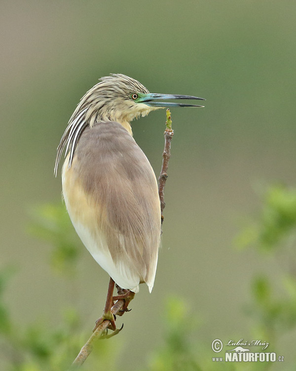 Squacco Heron (Ardeola ralloides)