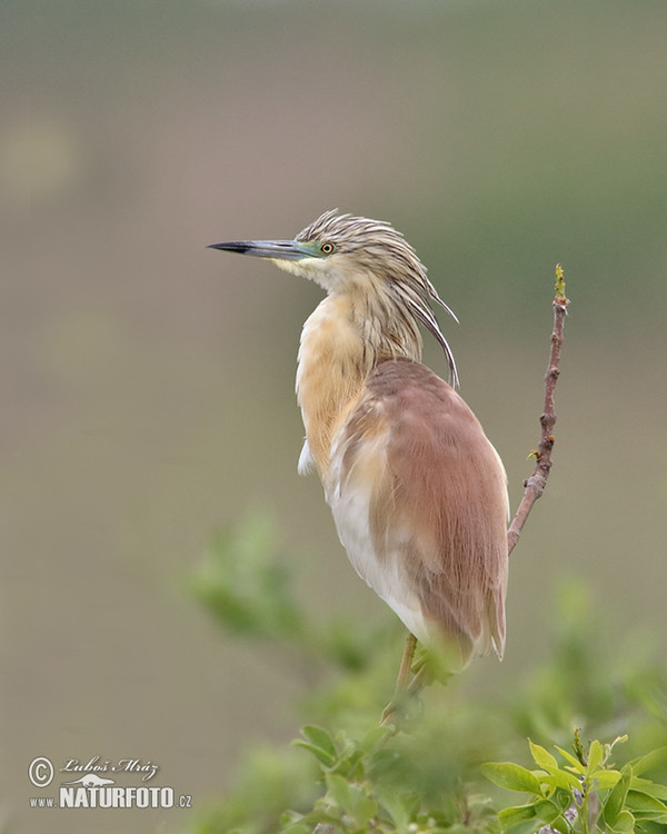 Squacco Heron (Ardeola ralloides)